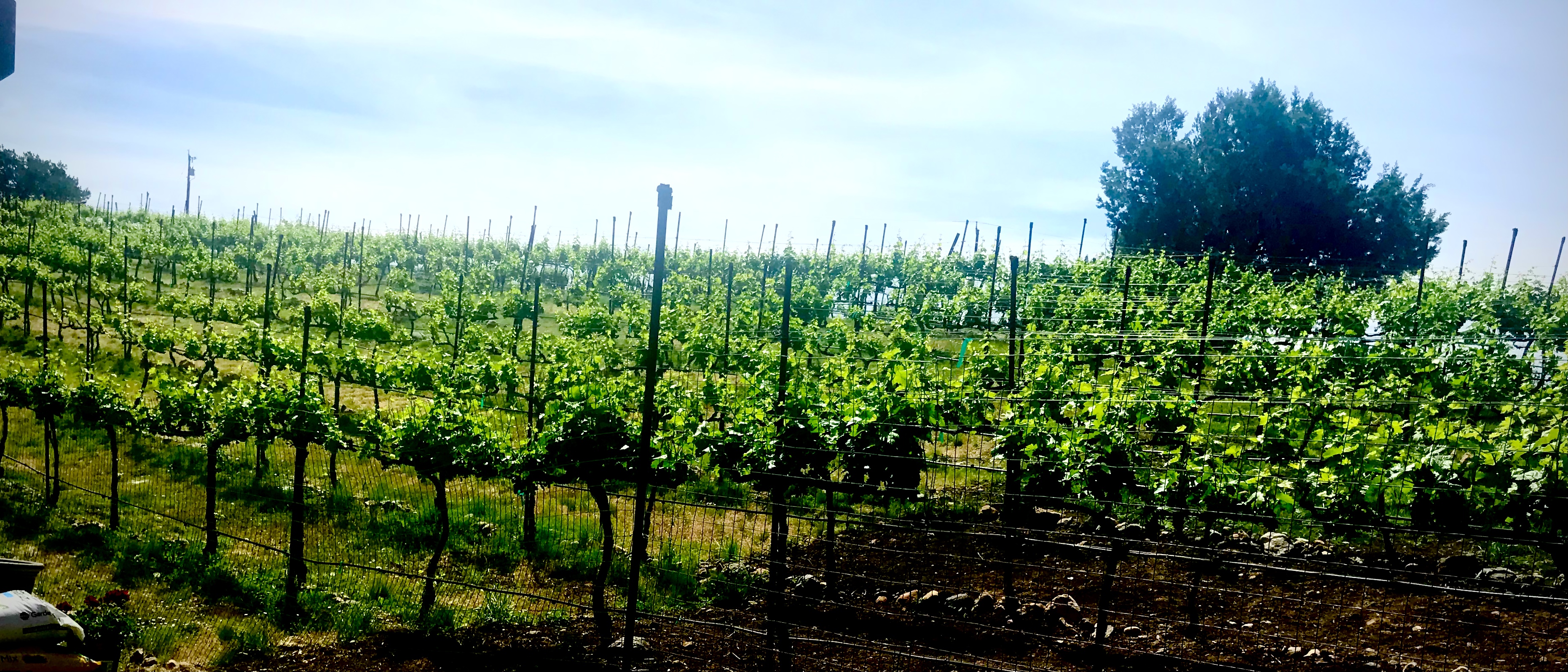 Javelina Leap Zinfandel Vines